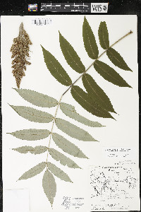 Rhus typhina image