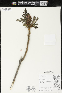 Rhus typhina image