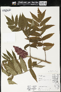 Rhus typhina image