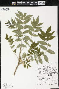 Rhus typhina image