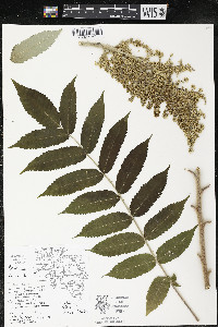 Rhus typhina image