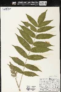 Rhus typhina image