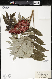 Rhus typhina image