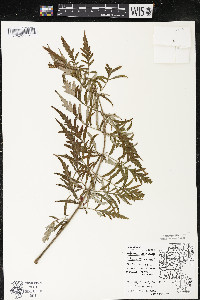 Rhus typhina image