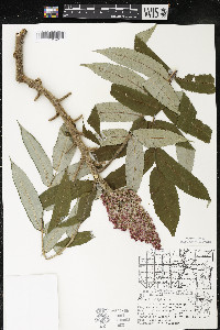 Rhus typhina image