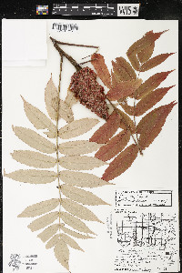 Rhus typhina image