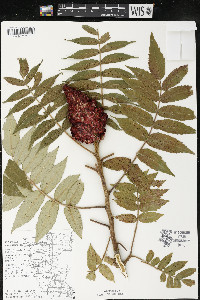 Rhus typhina image