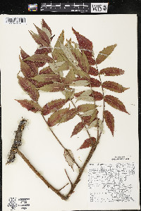 Rhus typhina image