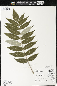 Rhus typhina image