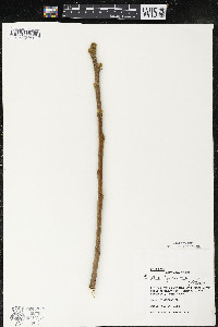 Rhus typhina image