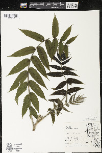 Rhus typhina image