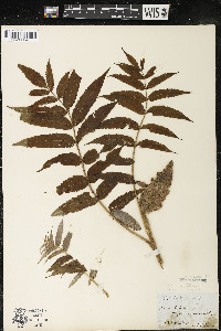 Rhus typhina image