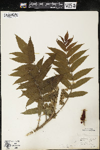 Rhus typhina image