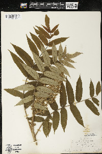 Rhus typhina image