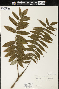 Rhus typhina image