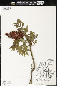 Rhus typhina image