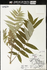 Rhus typhina image