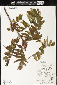 Rhus typhina image