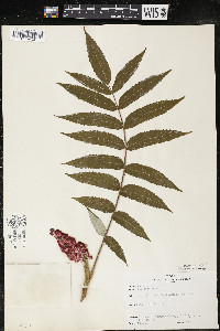 Rhus typhina image