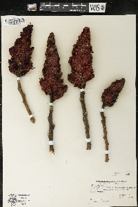 Rhus typhina image