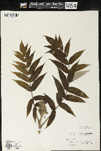 Rhus typhina image