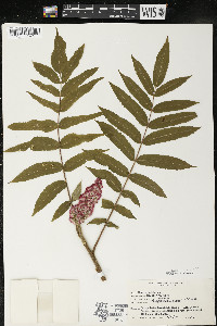 Rhus typhina image