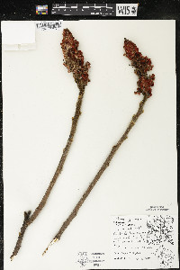 Rhus typhina image