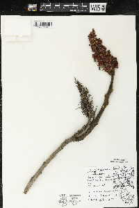 Rhus typhina image