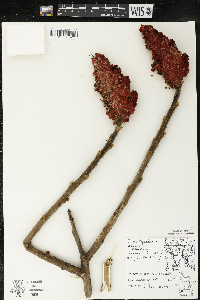 Rhus typhina image