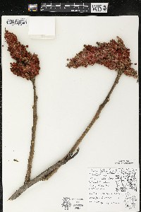 Rhus typhina image