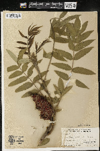 Rhus typhina image