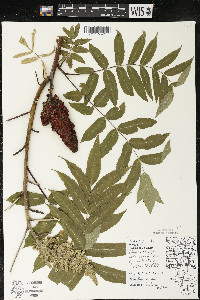 Rhus typhina image