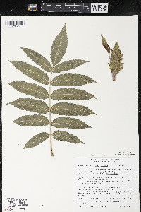 Rhus typhina image