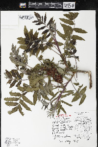 Rhus typhina image
