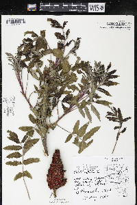 Rhus typhina image