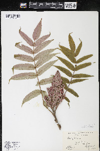 Rhus typhina image