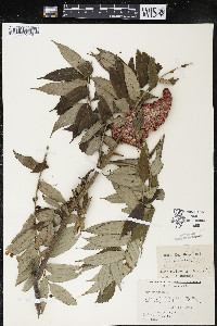 Rhus typhina image