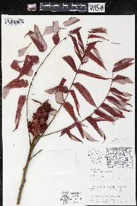 Rhus typhina image