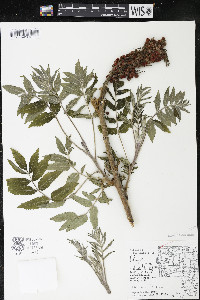 Rhus typhina image