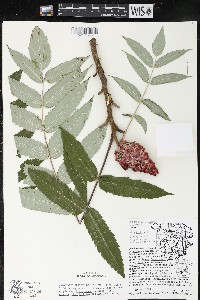 Rhus typhina image
