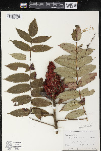 Rhus typhina image