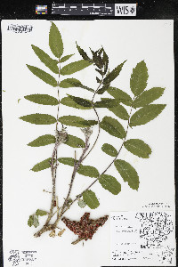 Rhus typhina image