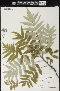 Rhus typhina image