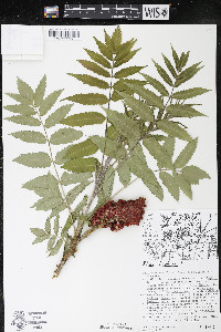 Rhus typhina image