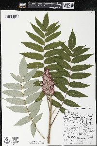 Rhus typhina image
