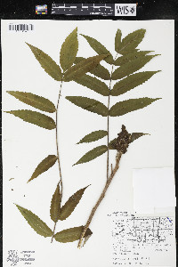 Rhus typhina image