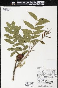 Rhus typhina image