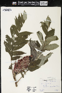 Rhus typhina image