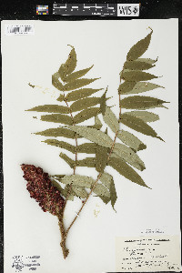 Rhus typhina image