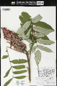 Rhus typhina image